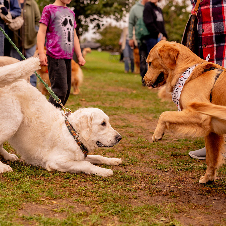 Golden Retriever Meetup RSVP (2025)