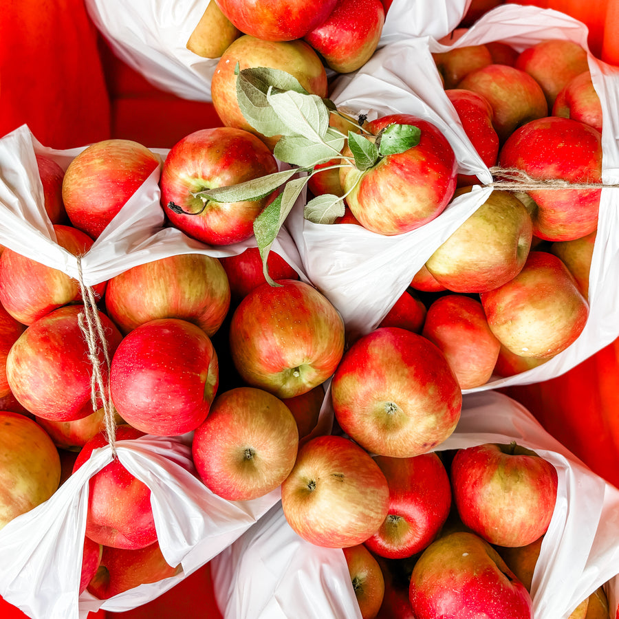 Pick Your Own Honeycrisp Apples