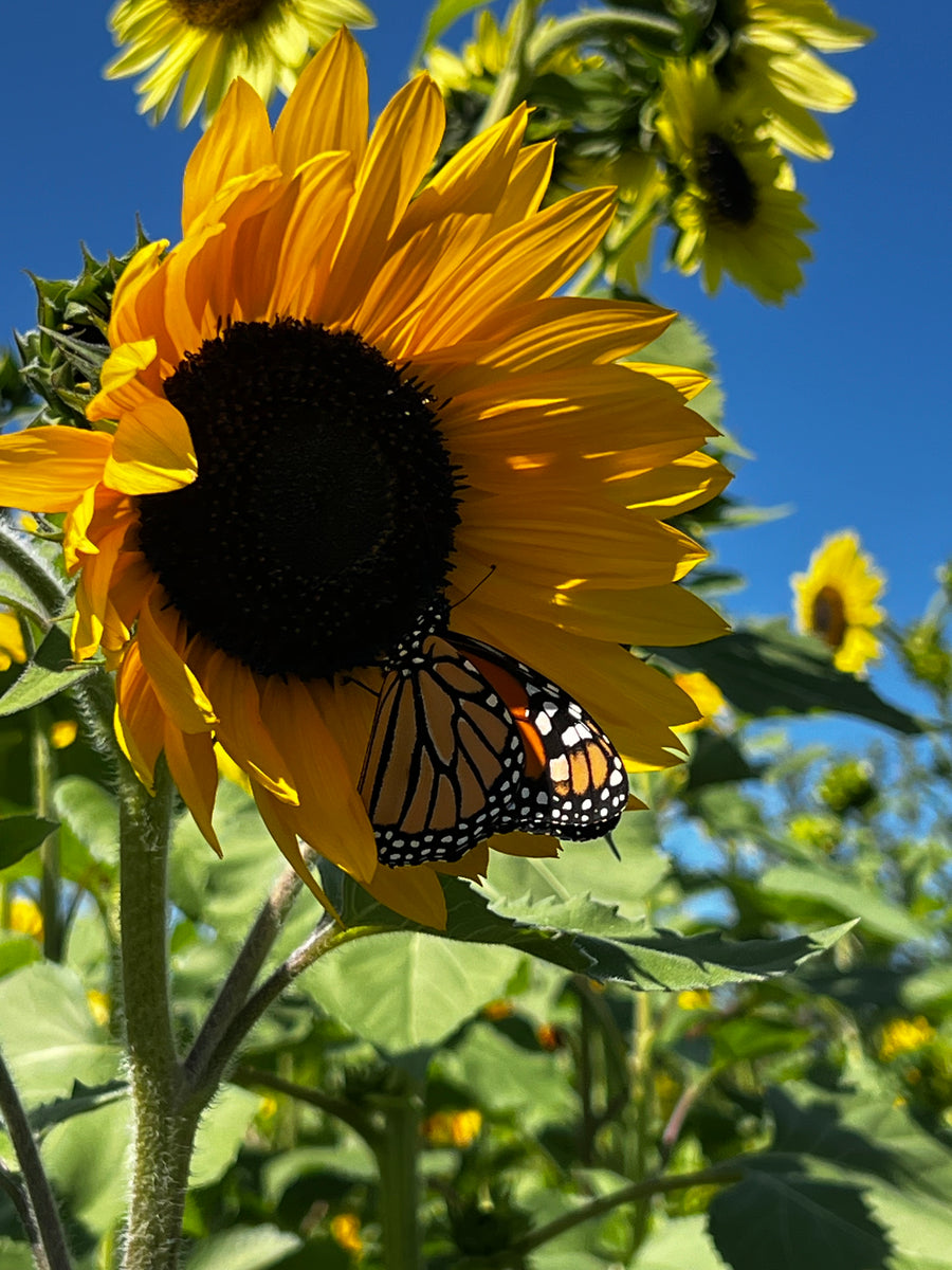 Pick Your Own Sunflowers RSVP