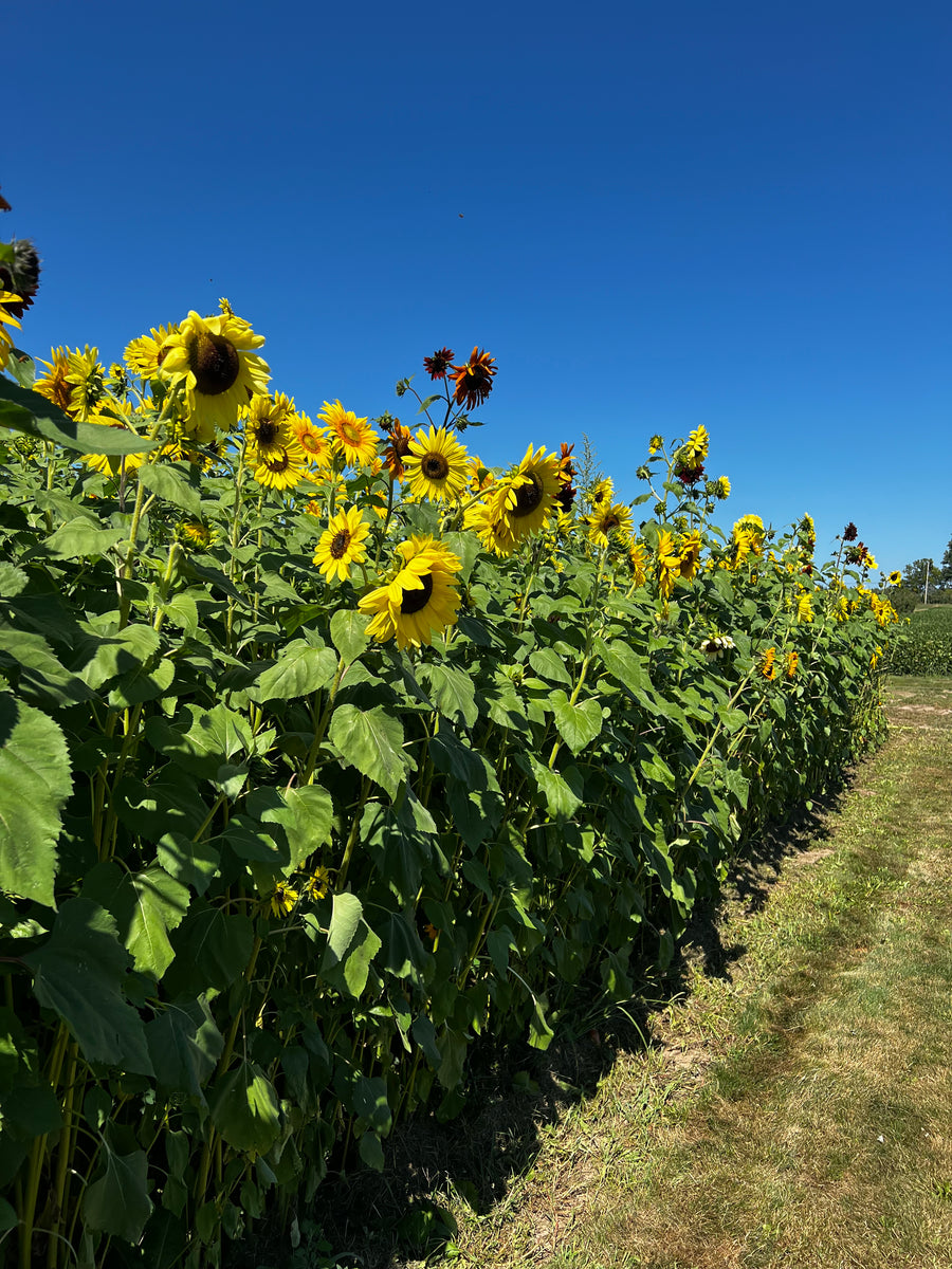 Pick Your Own Sunflowers RSVP
