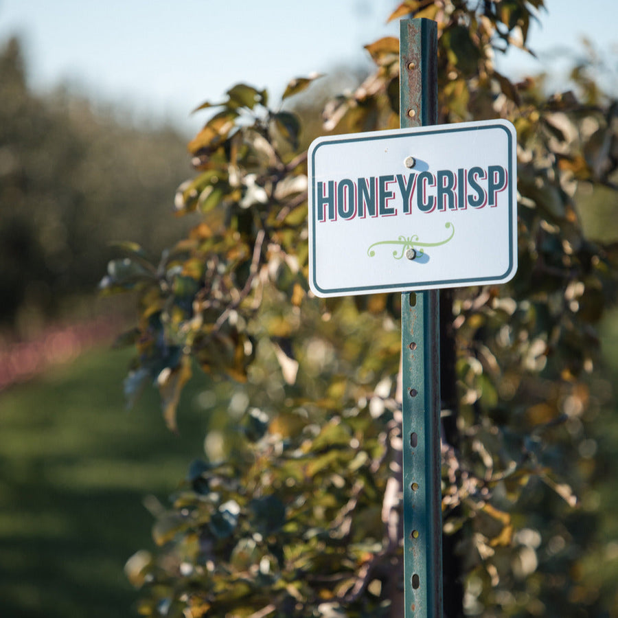 Pick Your Own Honeycrisp Apples