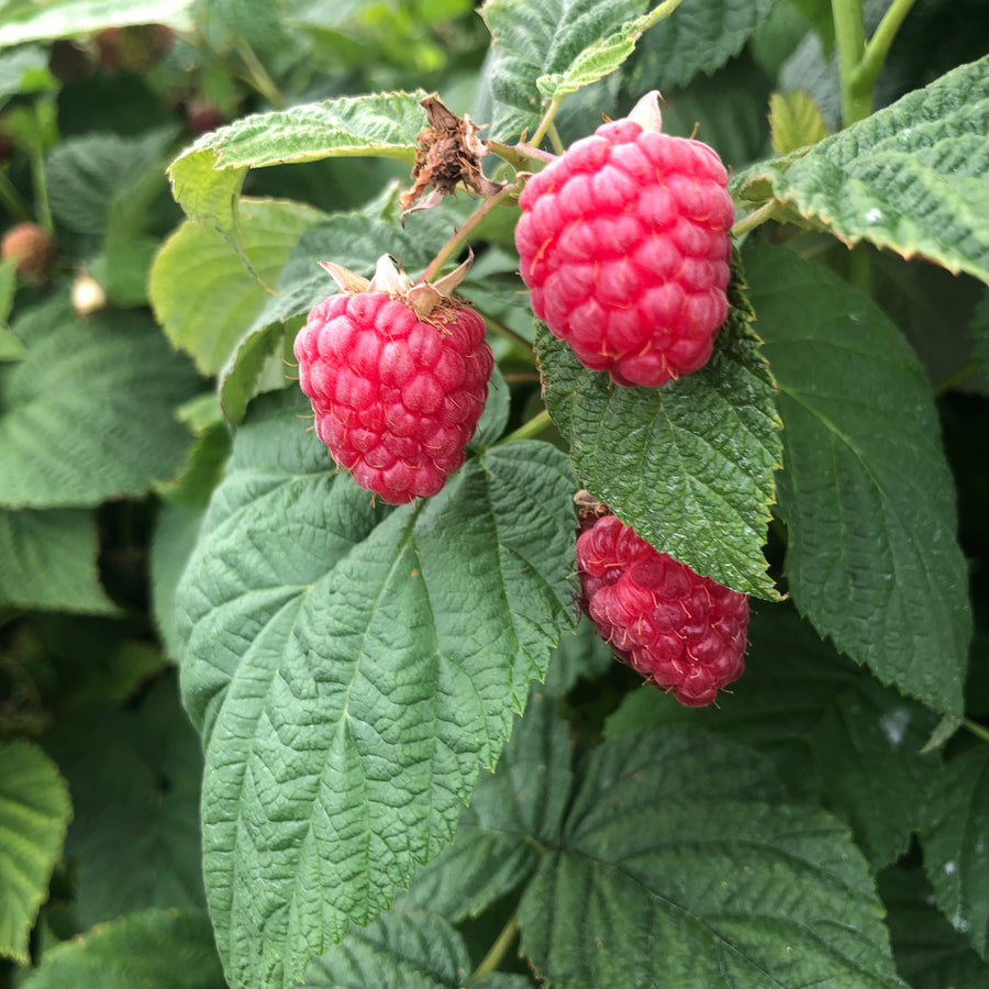 Pick Your Own Raspberries RSVP