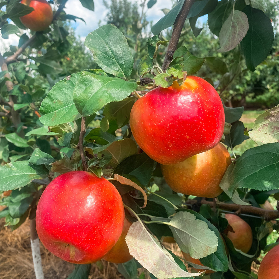 Pick Your Own Honeycrisp Apples